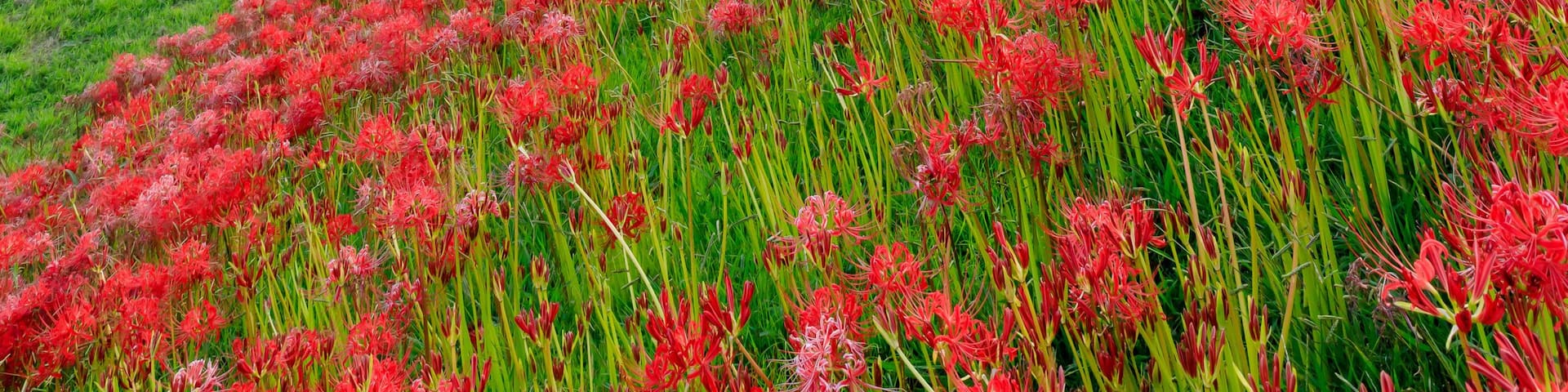 夕方の犬鳴川河川公園の彼岸花 福岡県宮若市 Cluster amaryllis at Inunaki River Park in the evening. Fukuoka prefecture. Miyawaka cty.