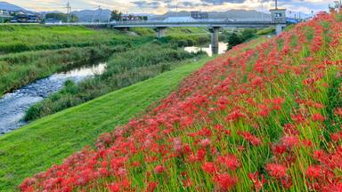 夕方の犬鳴川河川公園の彼岸花 福岡県宮若市 Cluster amaryllis at Inunaki River Park in the evening. Fukuoka prefecture. Miyawaka cty.