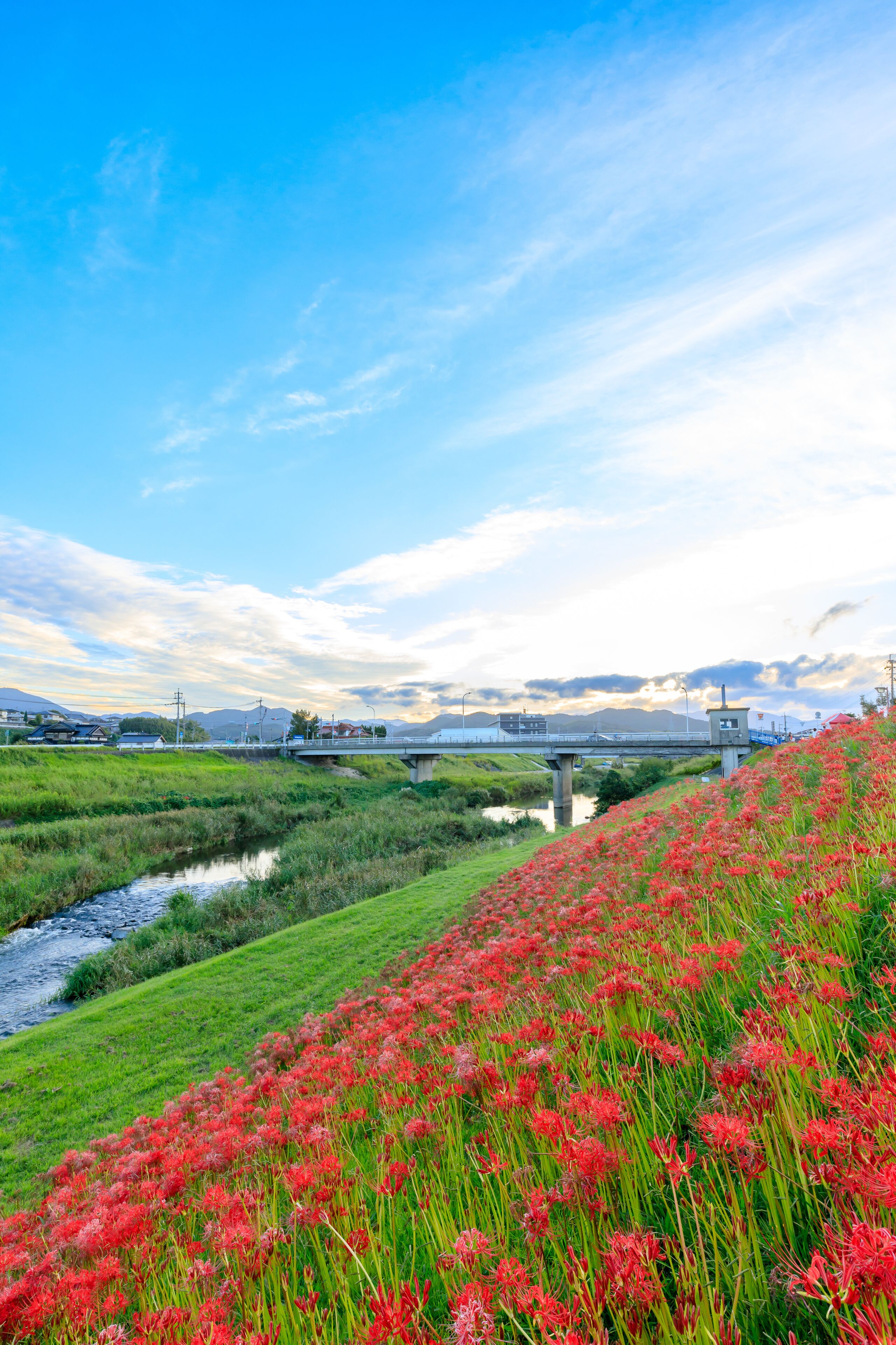A river, a bridge, and a field of red flowers.