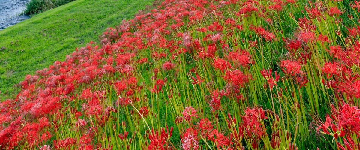 A river, a bridge, and a field of red flowers.