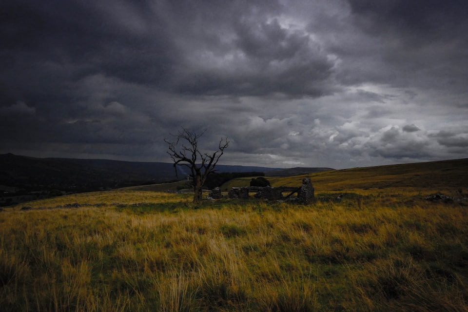 A barren tree in a grassy field with a stone wall in the background.
