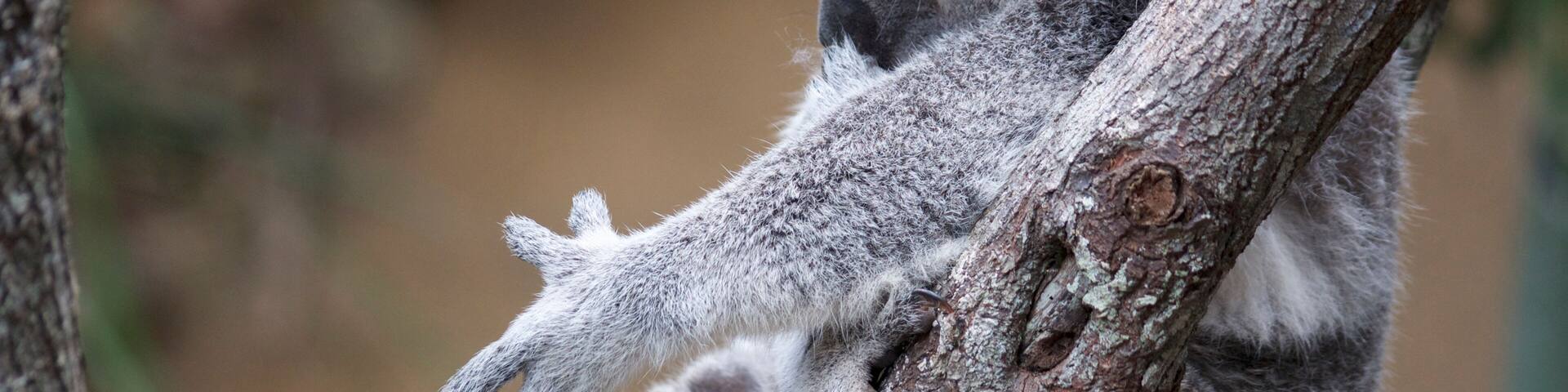 Sleeping Koala at Daisy Hill recovery center