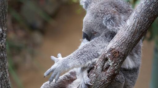 Sleeping Koala at Daisy Hill recovery center