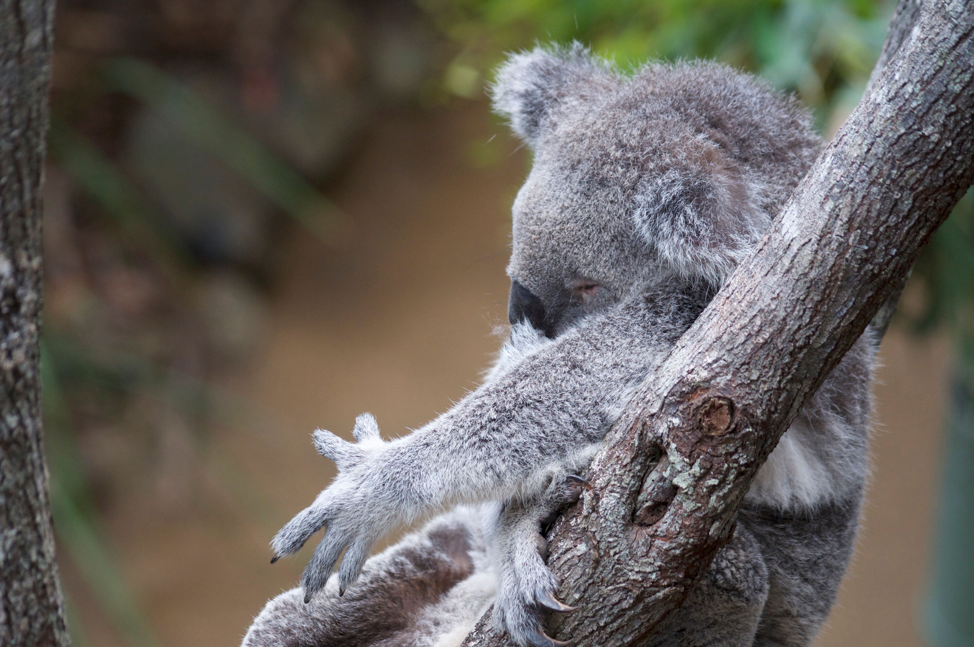 A koala clinging to a tree branch.