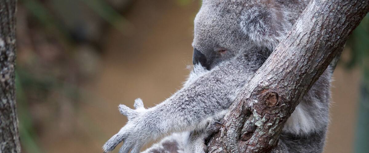 A koala clinging to a tree branch.