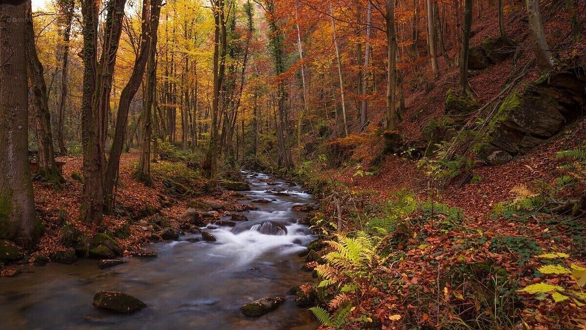 Autumn at Bistrica Gorge in Slovenian is called Bistriški vintgar.
Uploaded for a contest #BvSWater #golden #stream #autumn #slovenia