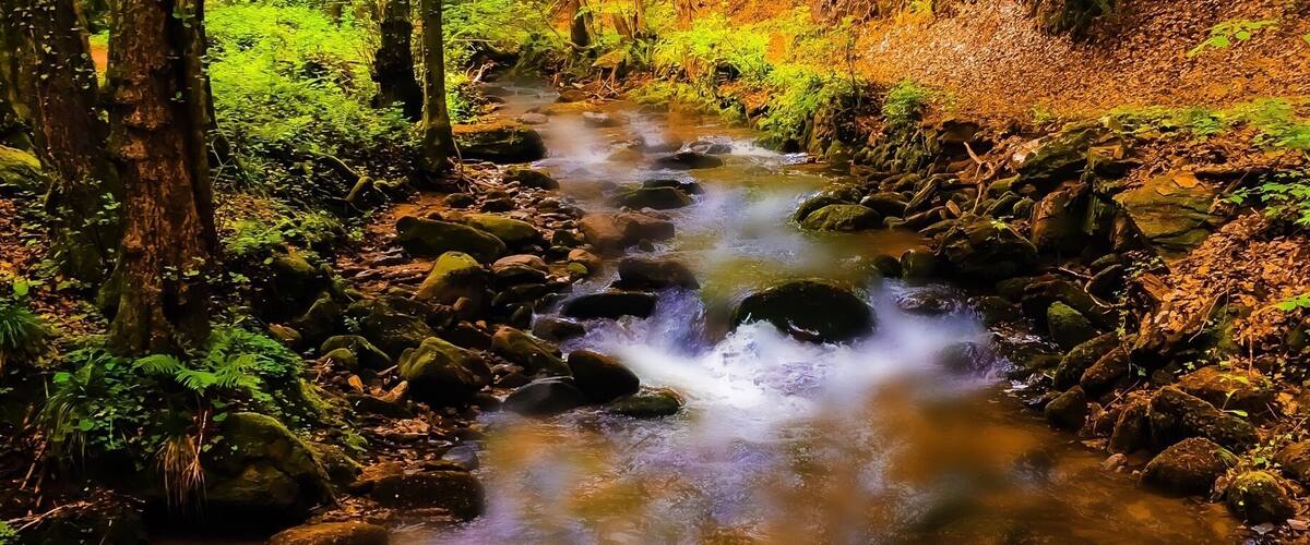 A forest stream with rocks and ferns.