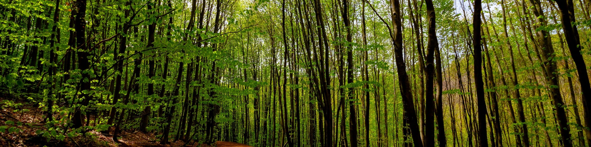Polonezkoy Nature Park. Polonezkoy hiking trail in Beykoz Istanbul