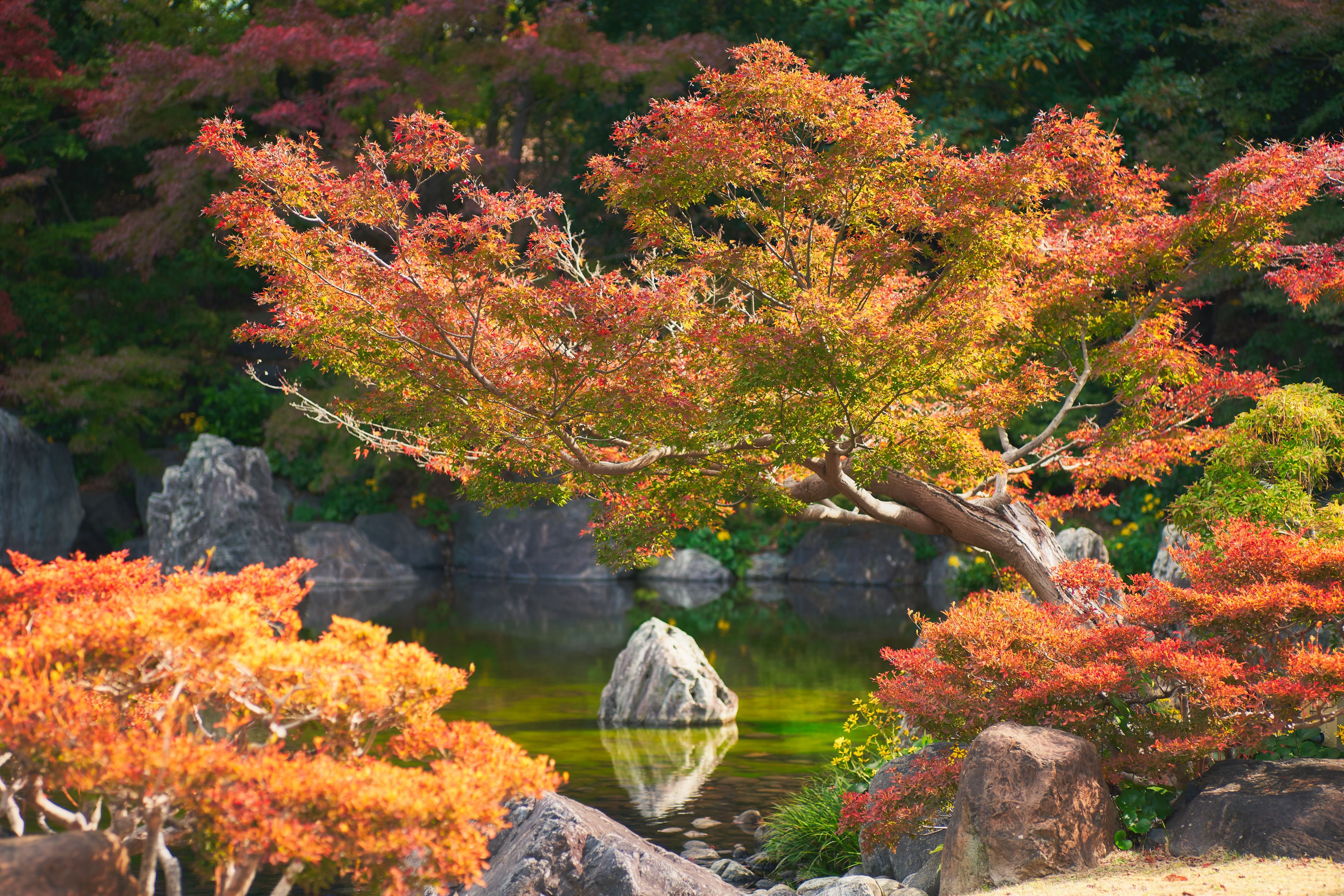 Osaka, Japan - November 17, 2018: Japanese garden of Expo'70 commemorative park in autumn, shot in Osaka, Japan.