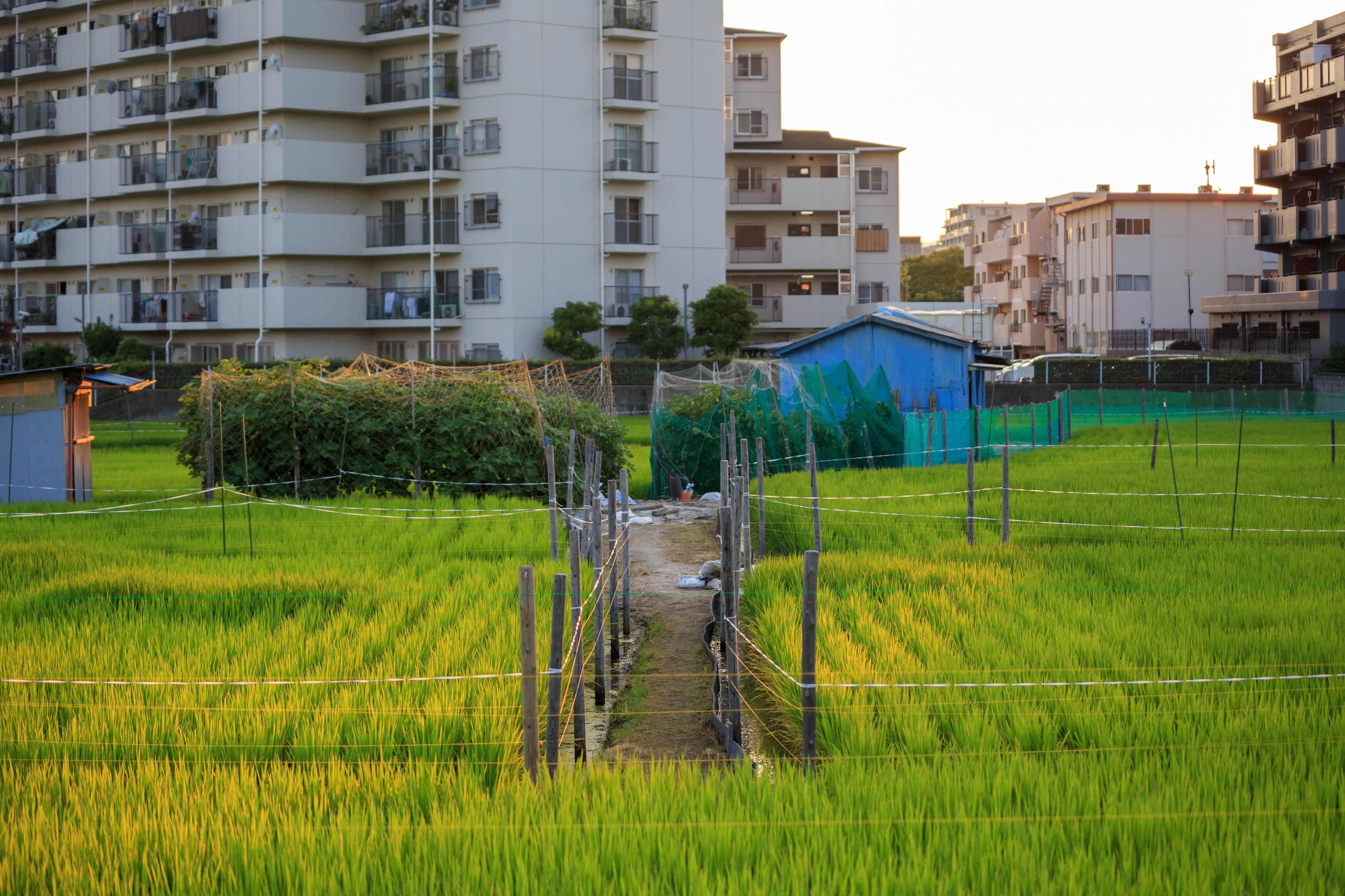 Late afternoon sun hits rice field in quiet Osaka neighborhood