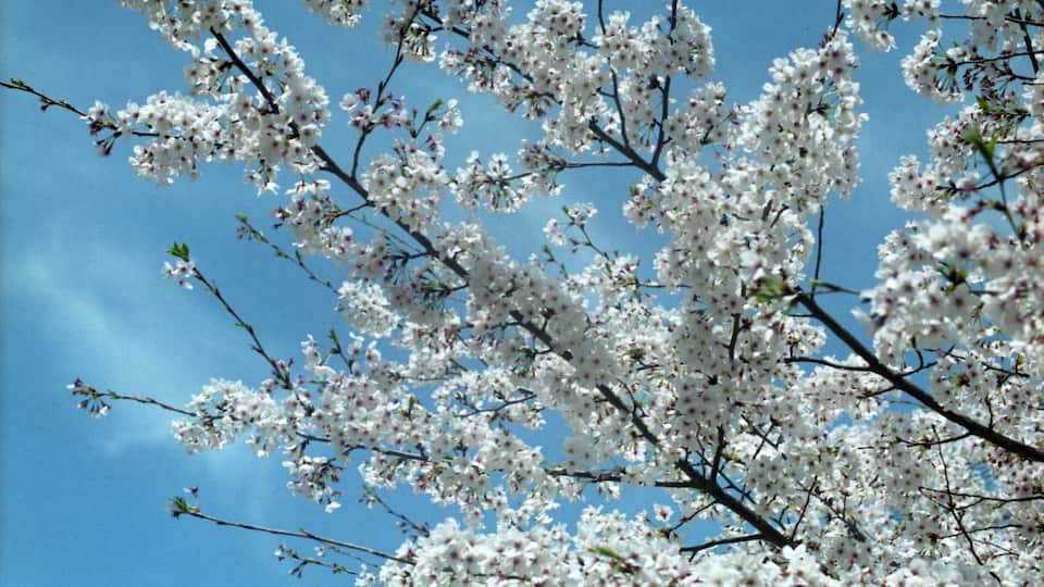 1 Chome Esakachō, Suita-shi, Ōsaka-fu 564-0063, Japan