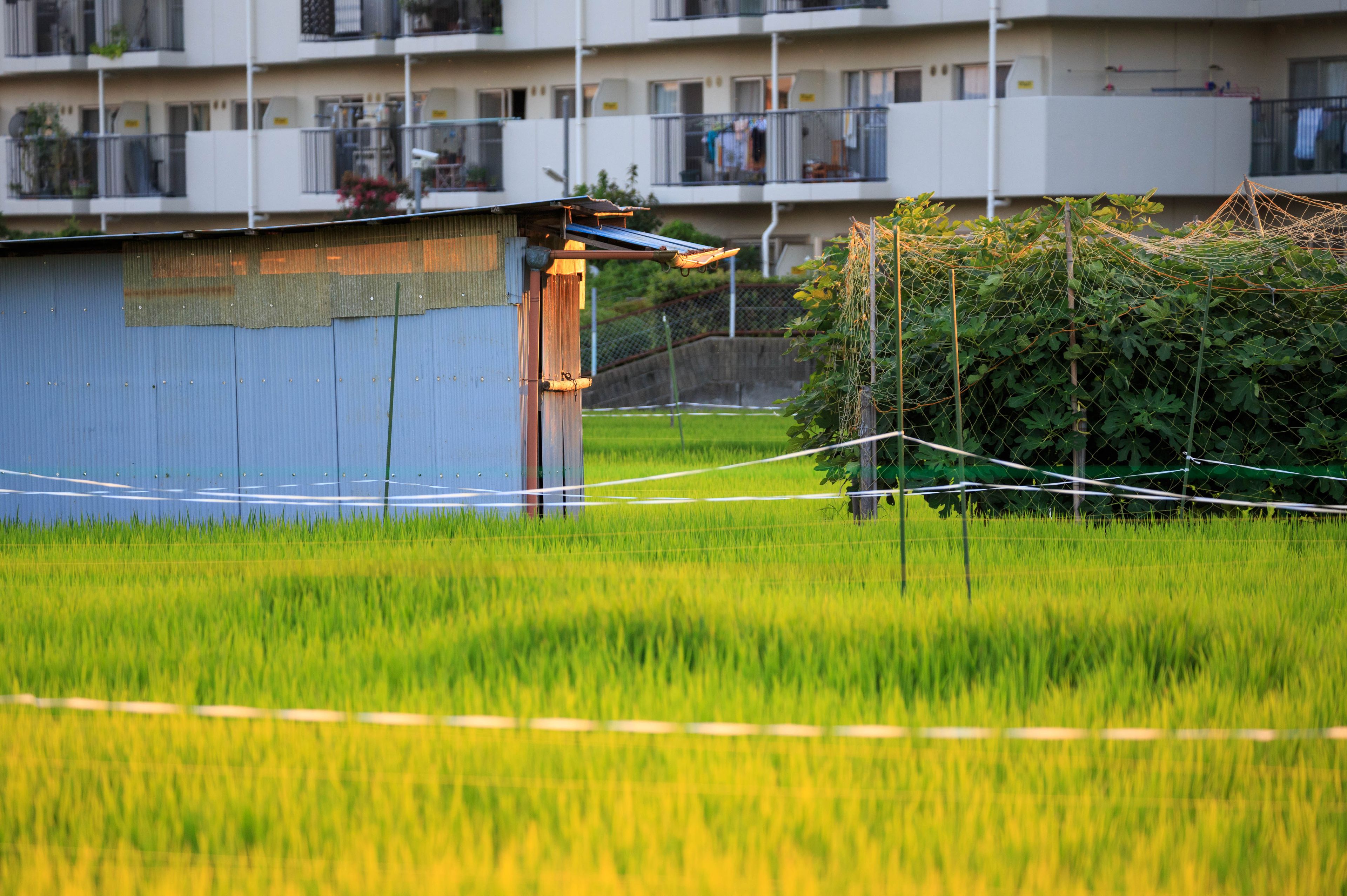 Golden sunlight hits corrugated metal storage shed at urban farm in Osaka, Japan