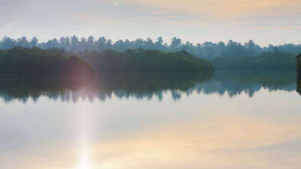 A calm lake with a reflection of palm trees and a misty forest in the background.
