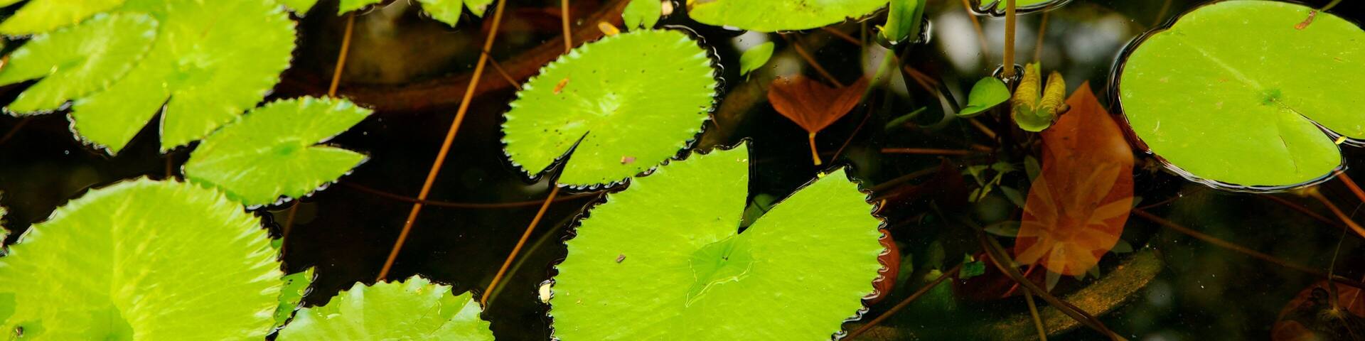 Tao Dan Park which includes flowers