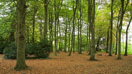 Lydiard Park featuring a park and autumn leaves
