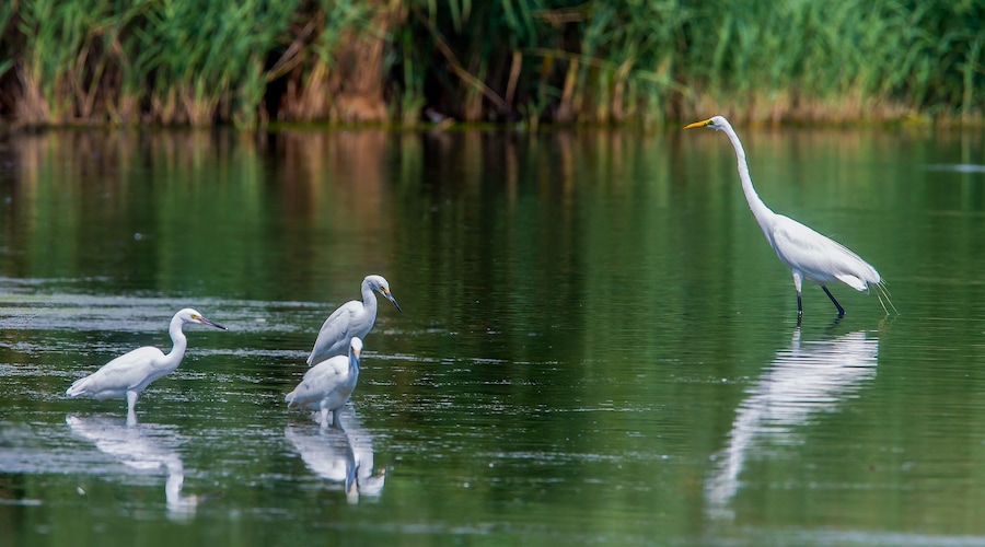 Three white birds standing in calm water with a green, vegetated background.