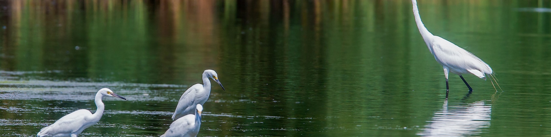 White and snowy egrets at Jamaica Bay Wildlife Refuge in Queens, NY