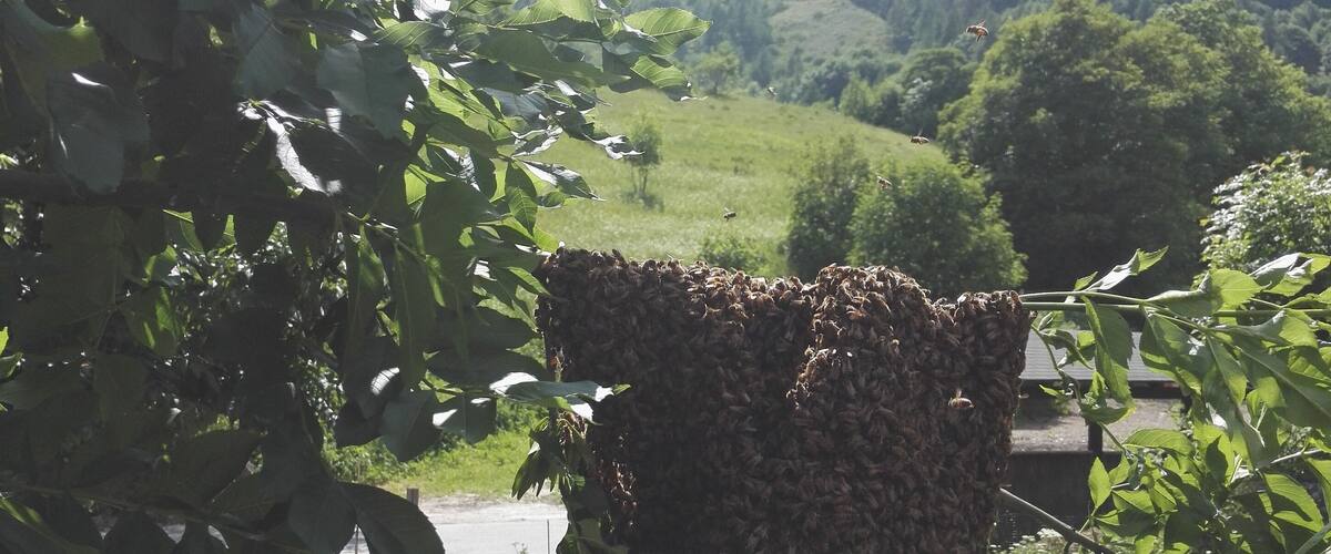 A tree with a large cluster of bees, a road, and a mountainous landscape in the background.
