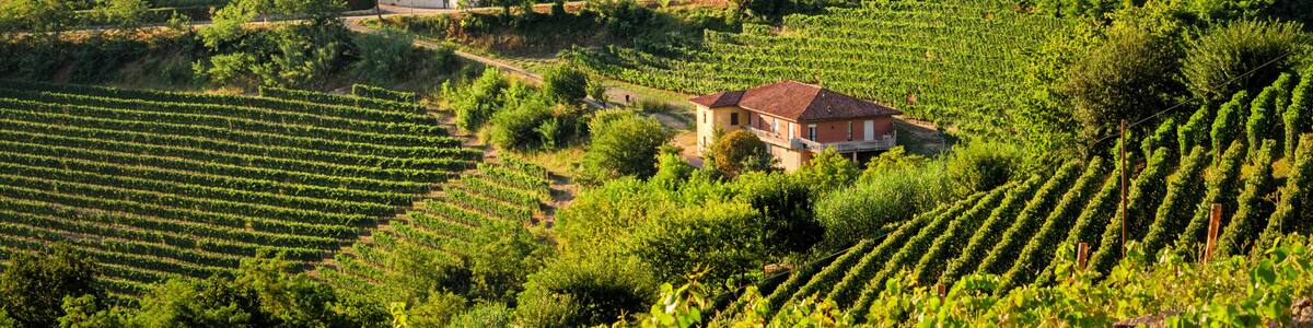 Treiso (Le Langhe)