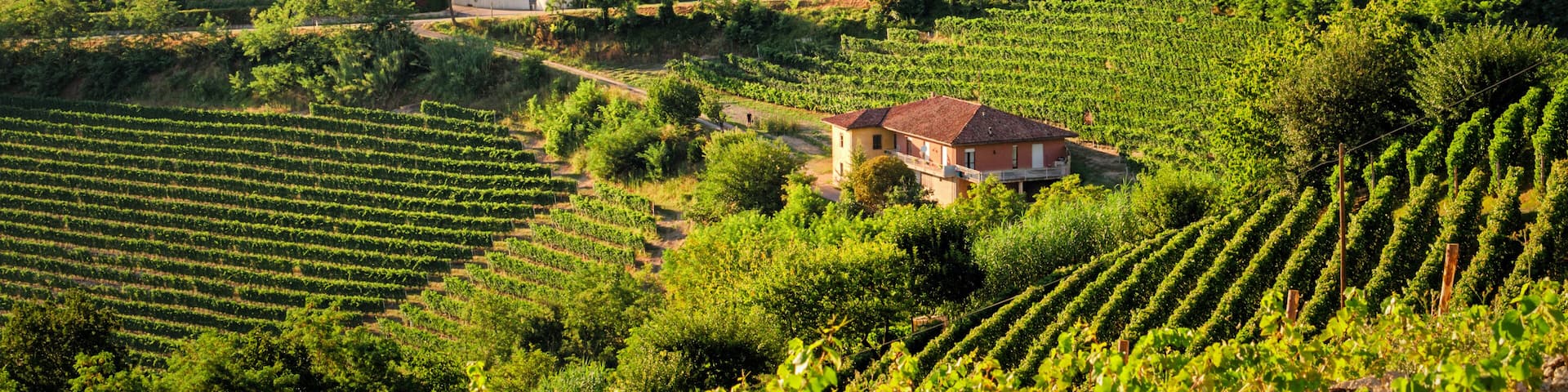 Treiso (Le Langhe)