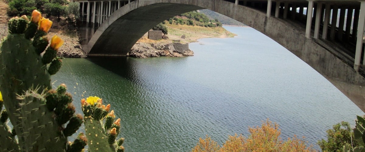 A concrete bridge over a river with a cactus in the foreground.