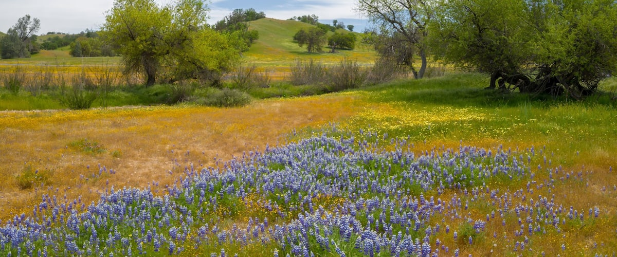Oak trees in a meadow covered with yellow and indigo spring flowers sprawled over the area from the spring Superbloom season. Santa Margarita, California, United States of America.
