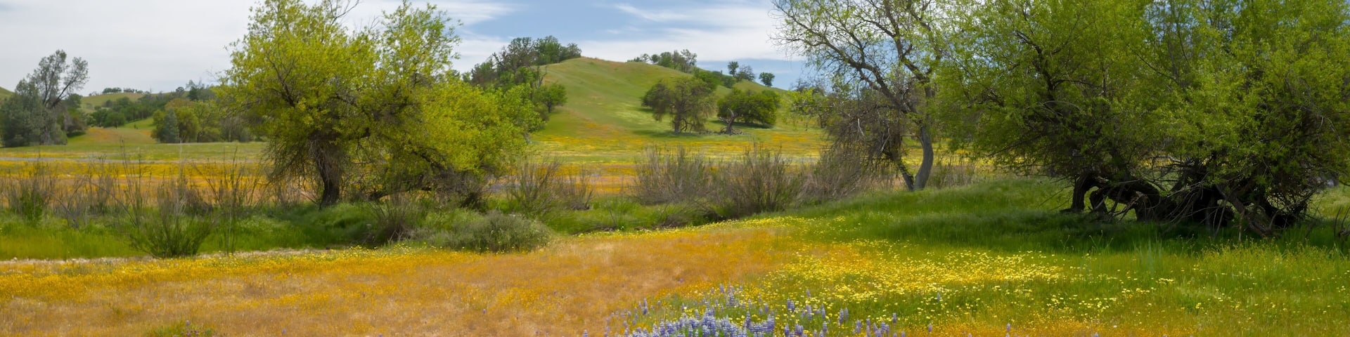 Oak trees in a meadow covered with yellow and indigo spring flowers sprawled over the area from the spring Superbloom season. Santa Margarita, California, United States of America.