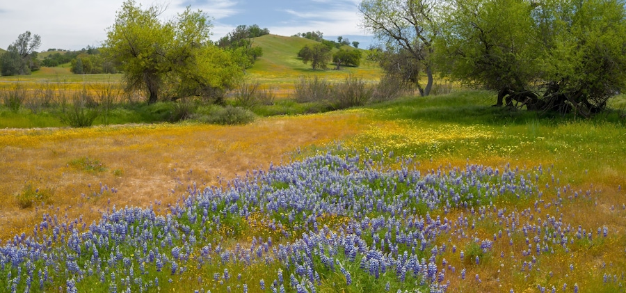 Oak trees in a meadow covered with yellow and indigo spring flowers sprawled over the area from the spring Superbloom season. Santa Margarita, California, United States of America.
