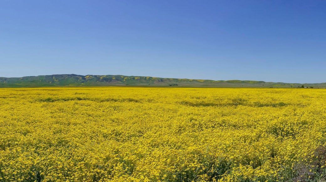 Beautiful yellow goldifelds blossom