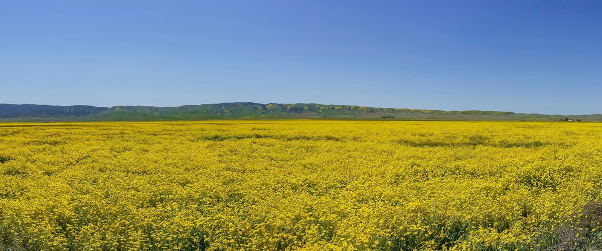 A vast field of yellow flowers with a mountain range in the background.