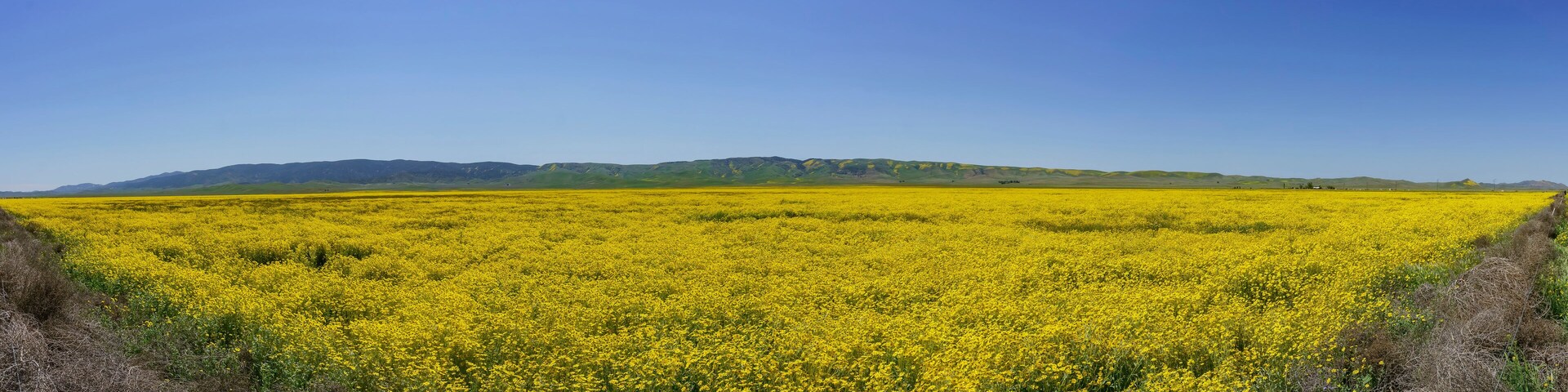 A vast field of yellow flowers with a mountain range in the background.