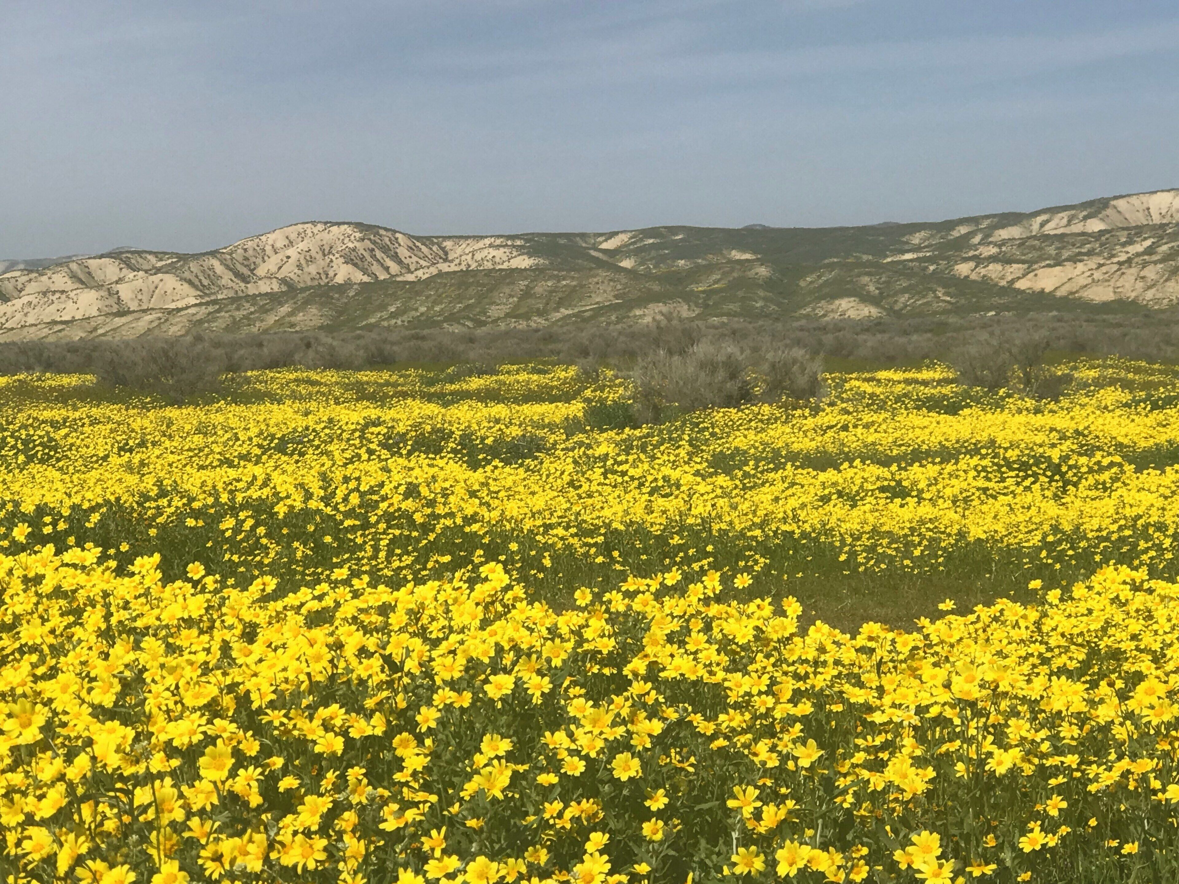 Starting off our southern Cali road trip to see the beautiful super bloom happening right now!!!
#OnTheRoad