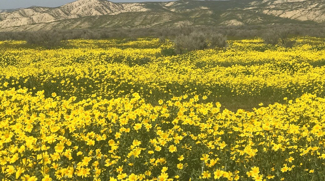 Starting off our southern Cali road trip to see the beautiful super bloom happening right now!!!
#OnTheRoad