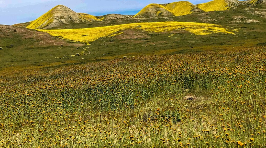 In pursuit of super bloom 2019 trend.Amazing view.#carrizoplains