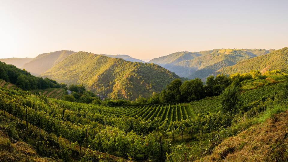 A vineyard with rows of grapevines on a hillside.