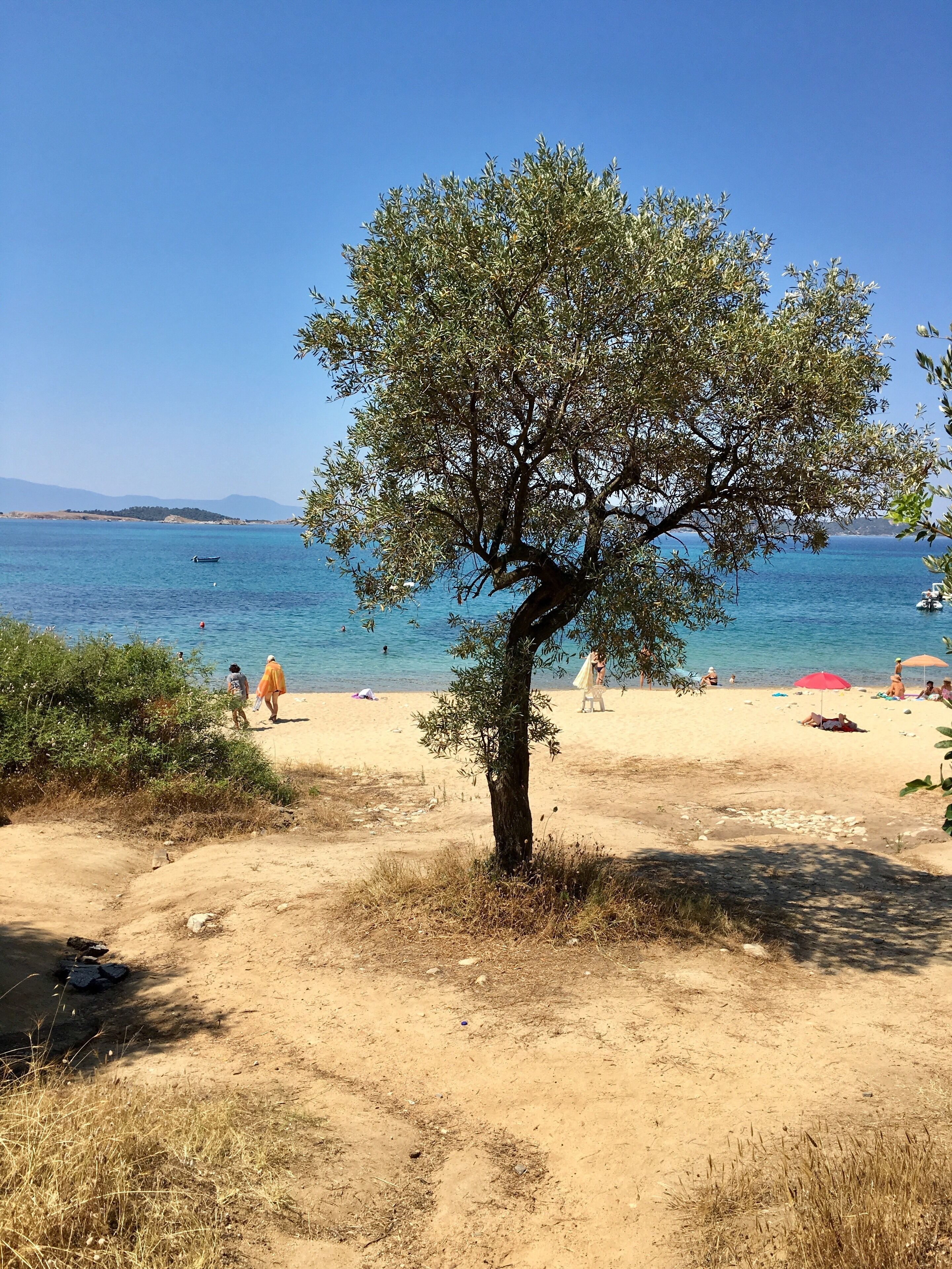 Uma praia com uma árvore isolada, mar azul cristalino e montanhas ao longe.