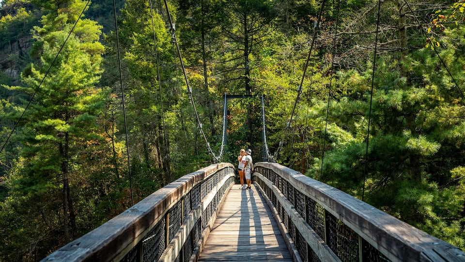 A suspension bridge surrounded by dense forest.