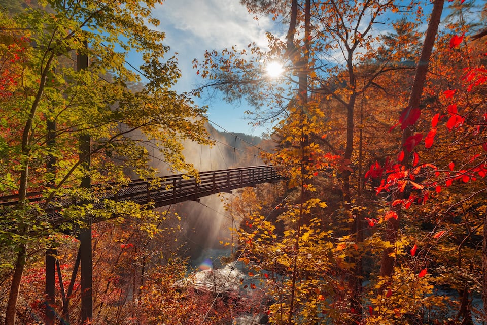 A forest with autumn foliage, a wooden bridge, and a mountain in the background.