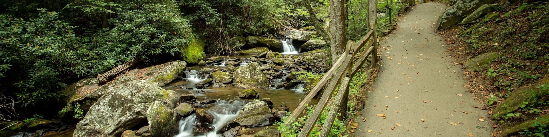 Anna Ruby Falls which includes a river or creek and forest scenes