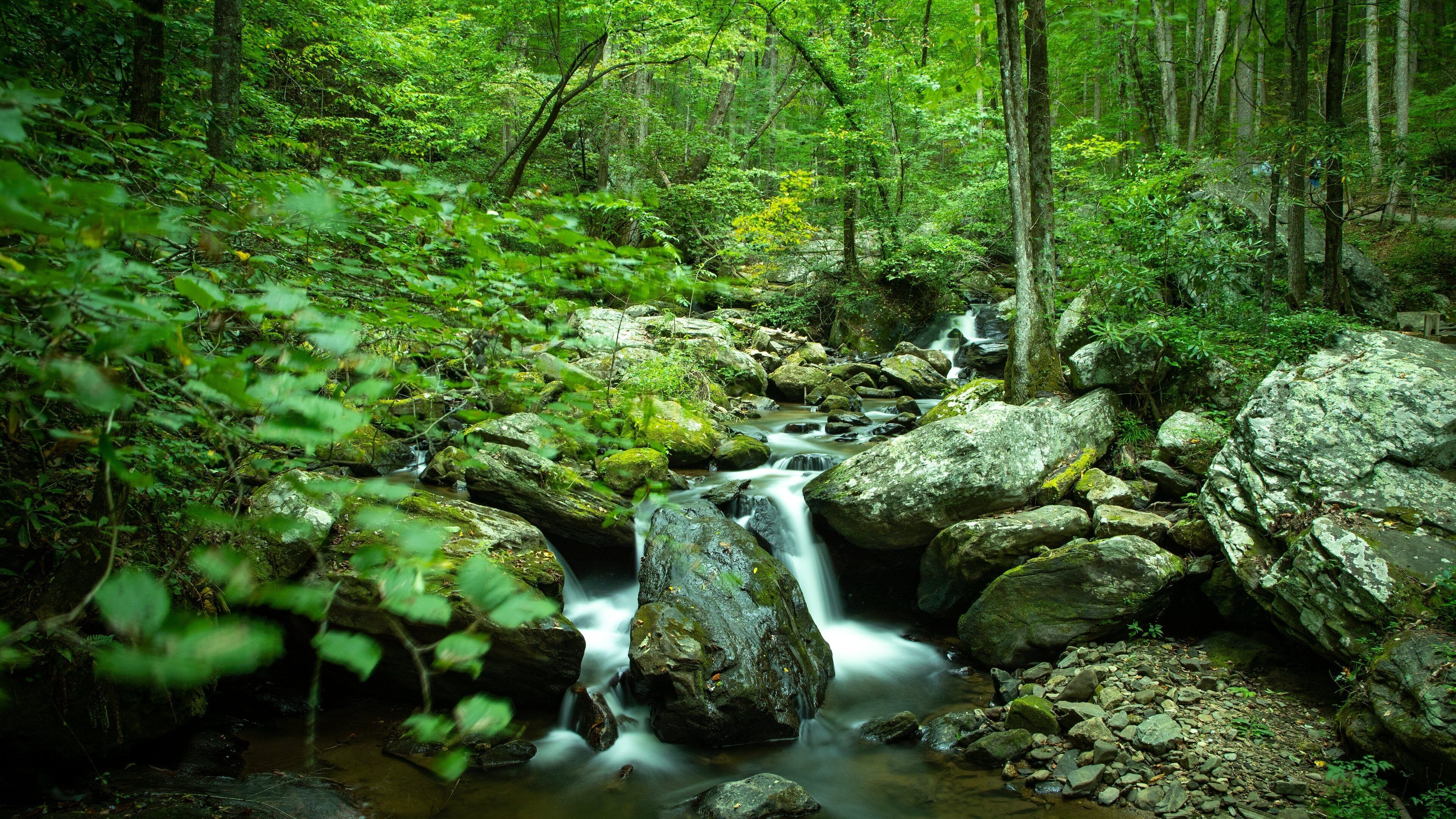 A forest stream with rocks and lush greenery.
