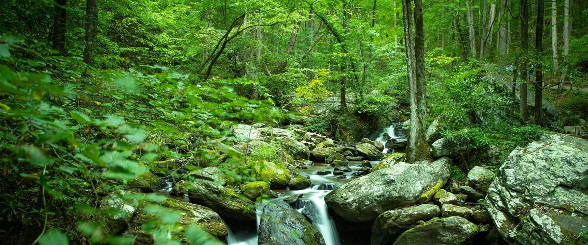A forest stream with rocks and lush greenery.