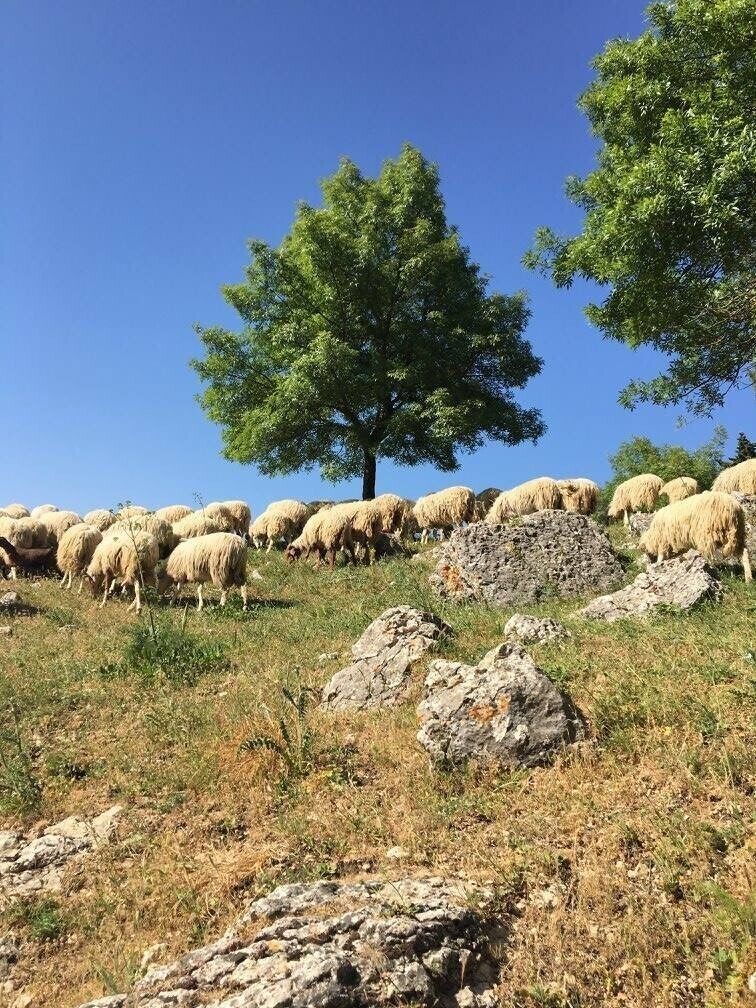 In the center of Sicily, this is a place to discover the real Sicilian culture, food and people. Surrounded by mountains and forest, you feel disconnected from the whole world and you can really find your inner peace. 
#LifeAtExpedia