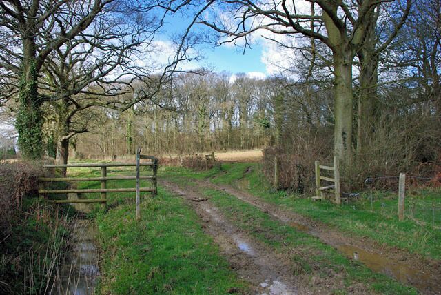 Bridleway towards the B2036 A footpath from Upper Ridges joins at the right. The bridleway is more in the nature of a green lane on this stretch.