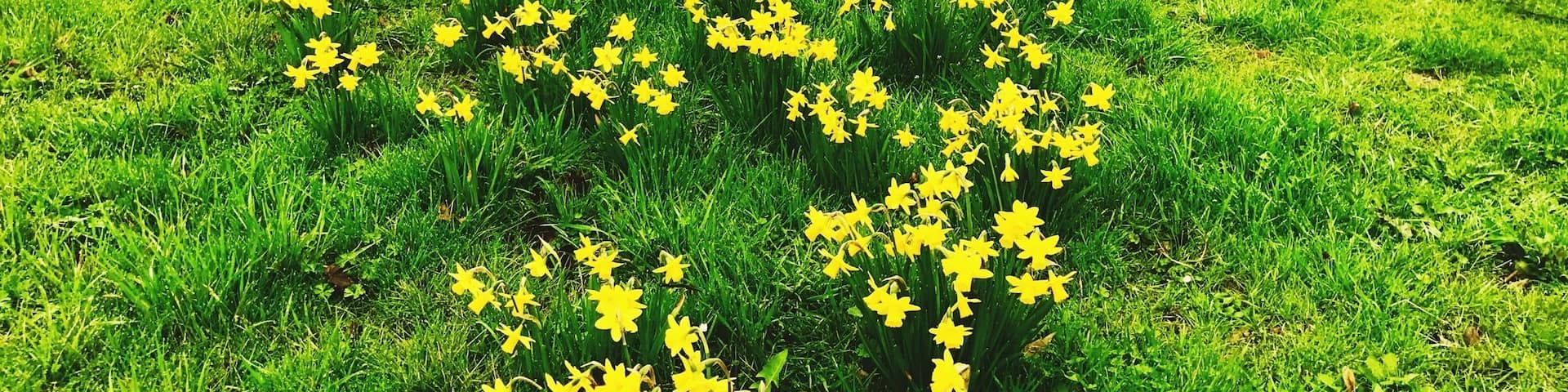A field of yellow daffodils in a grassy area with a brick wall and houses in the background.