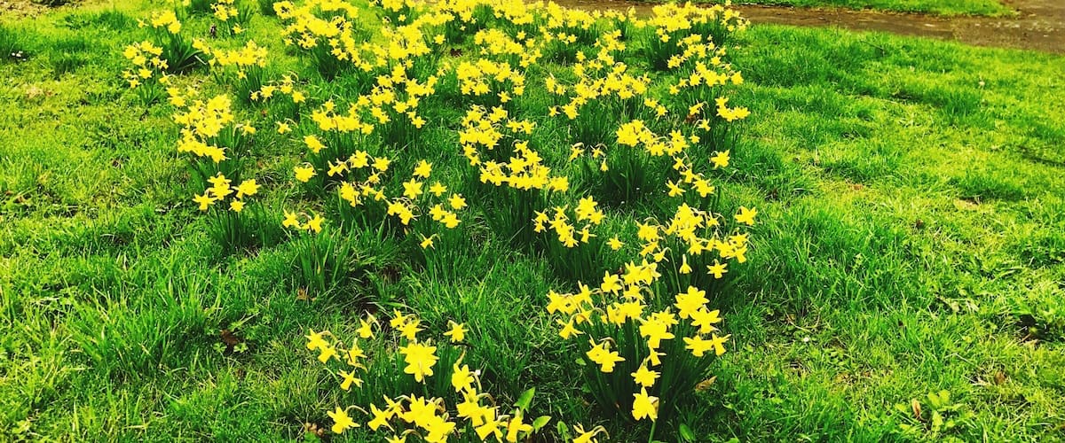 A field of yellow daffodils in a grassy area with a brick wall and houses in the background.