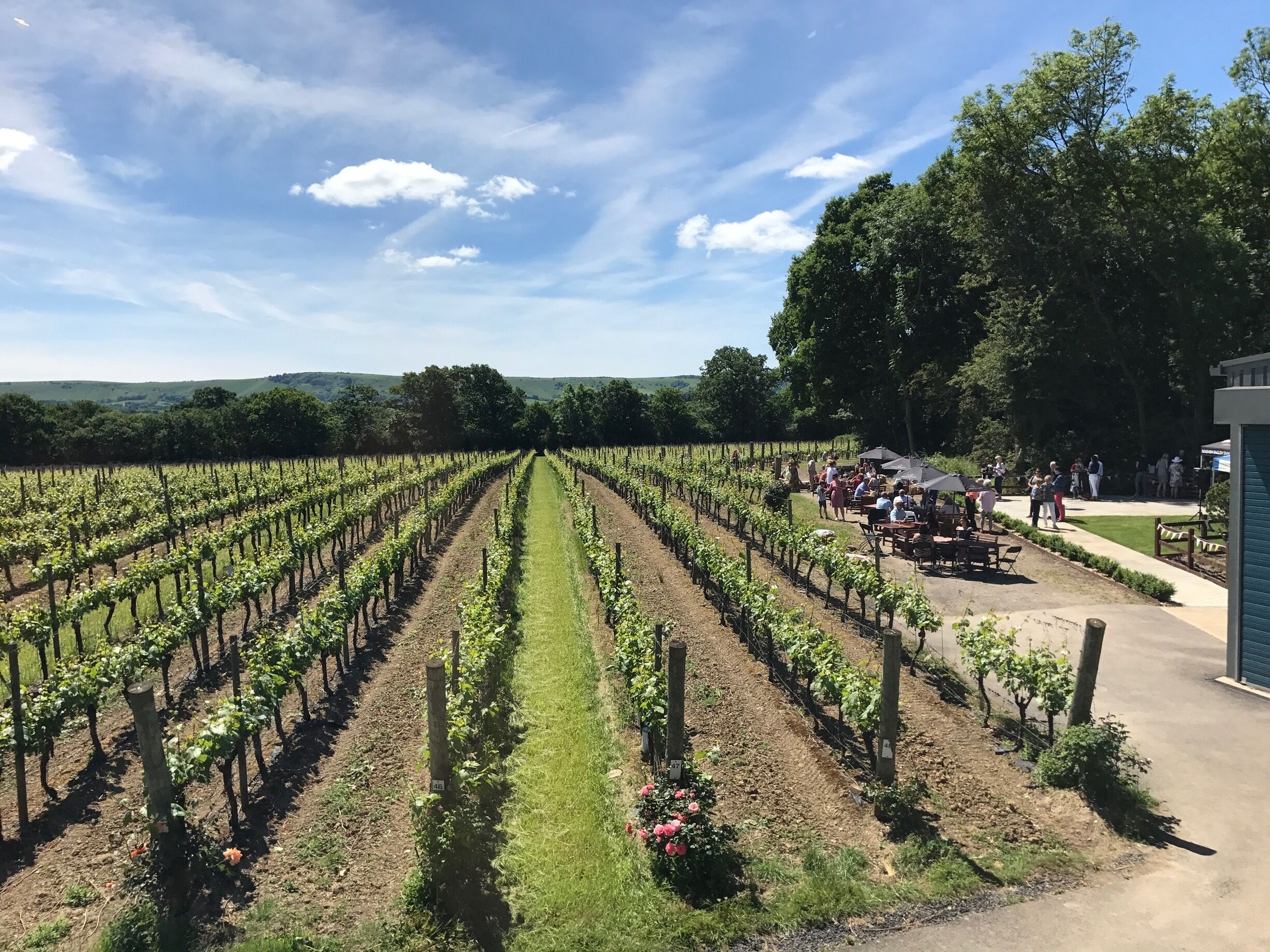 A vineyard with rows of grapevines under a clear sky.