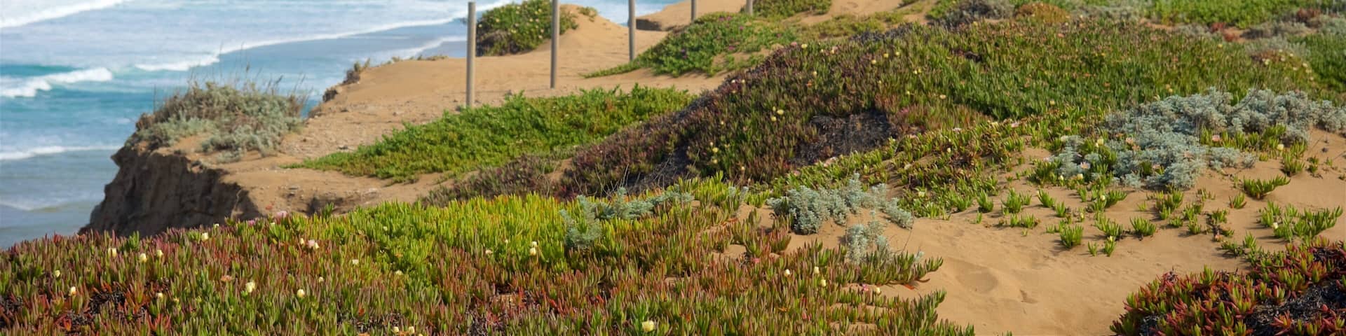 Fort Ord Dunes State Park showing general coastal views, landscape views and a bay or harbor