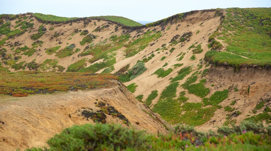 Fort Ord Dunes State Park caracterizando cenas tranquilas