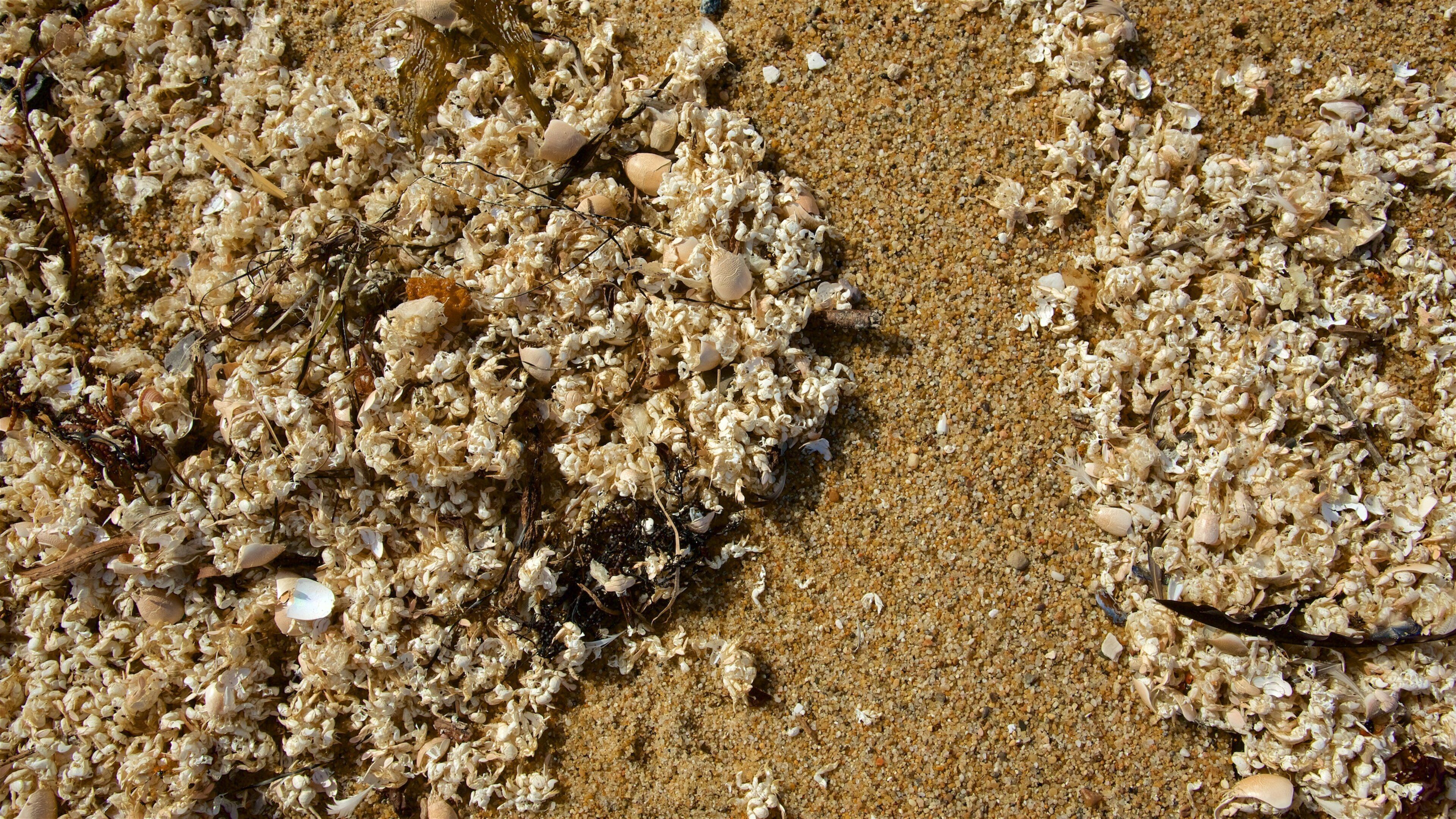 Fort Ord Dunes State Park featuring a beach