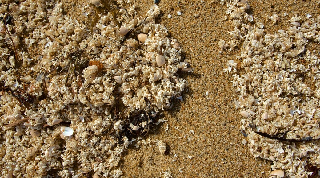 Fort Ord Dunes State Park featuring a beach